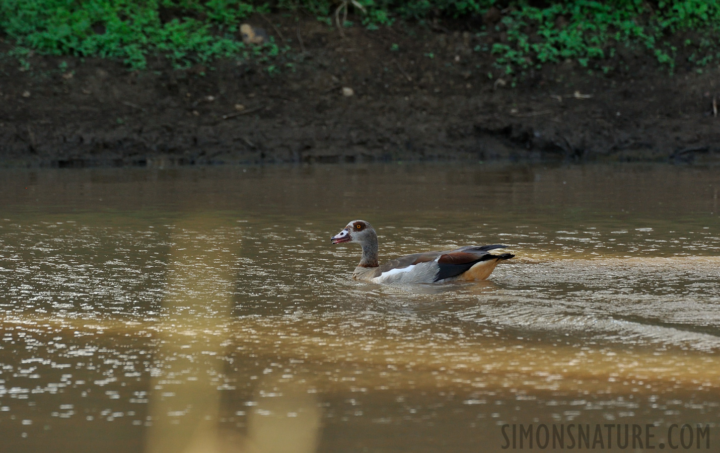 Alopochen aegyptiaca [550 mm, 1/640 sec at f / 8.0, ISO 1600]